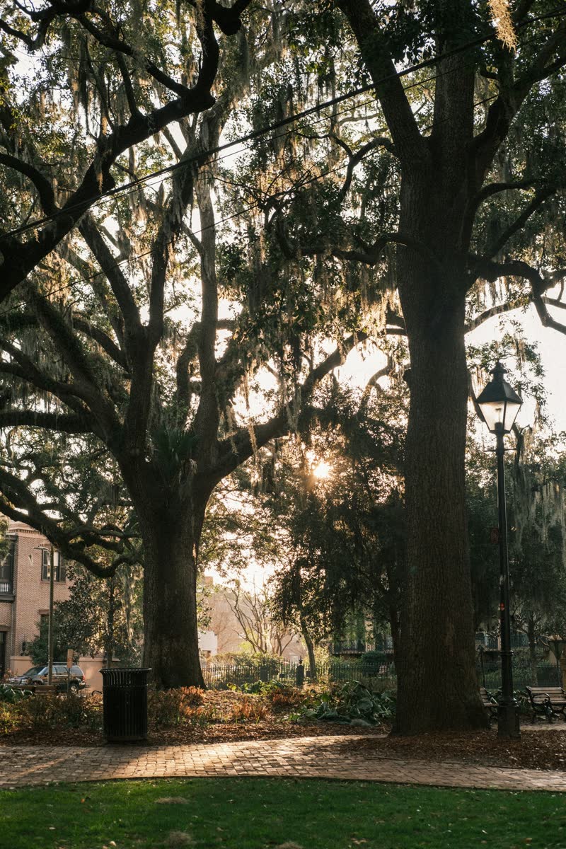 Golden light through Spanish moss on old oak trees