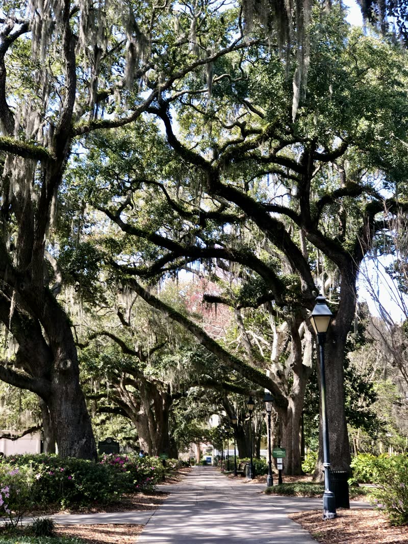 Live oak branches heavy with Spanish moss overhead