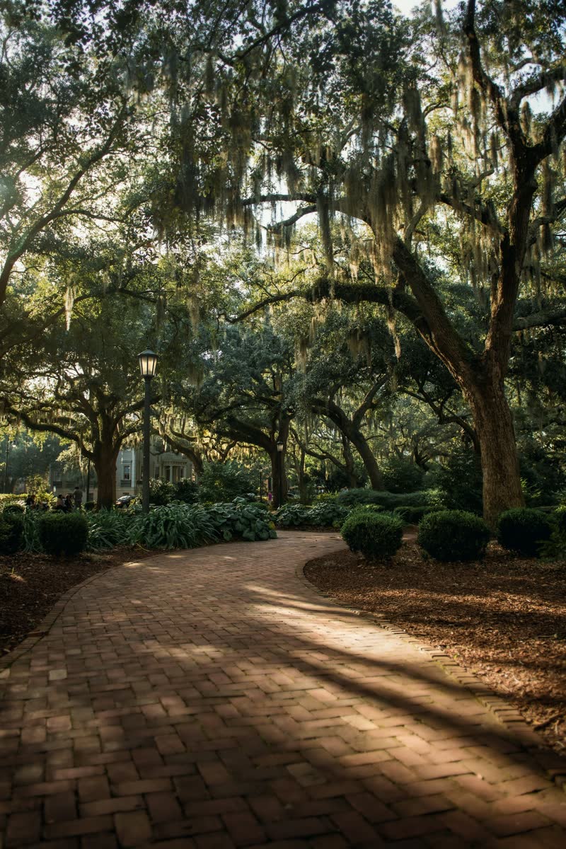 A brick path winding beneath live oaks in a park